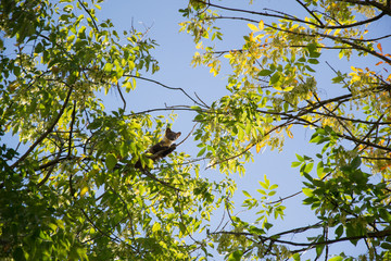Forest marten among green leaves and branches of trees