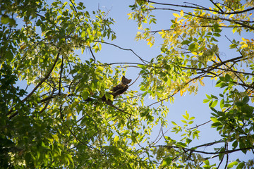 Forest marten among green leaves and branches of trees