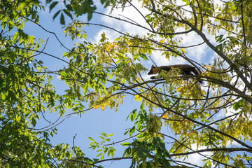 Fototapeta premium Forest marten among green leaves and branches of trees
