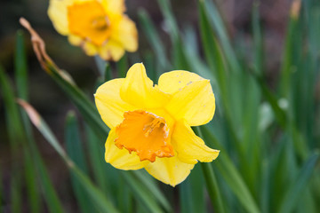 A close up of yellow Spring daffodils