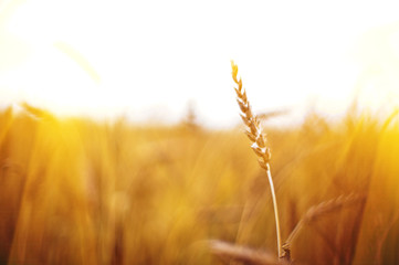 wheat field