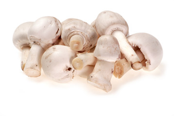 Mushrooms, isolated on a wite