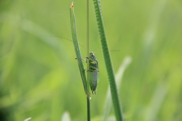 Кузнечики в траве