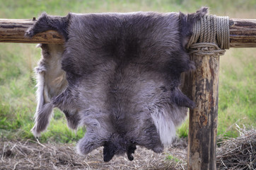 Wolf skin hanging on fence