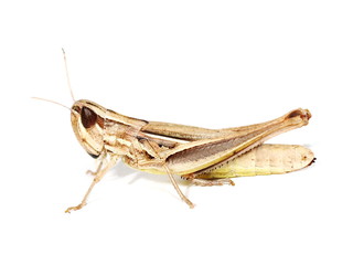 brown grasshopper isolated on white background