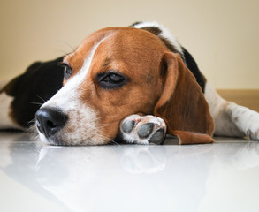 Portrait cute beagle puppy dog