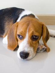 Portrait cute beagle puppy dog