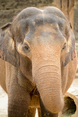 Fototapeta premium Elephant