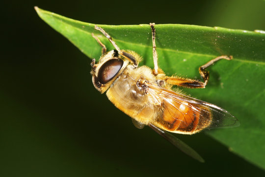 hover fly, hover-fly
