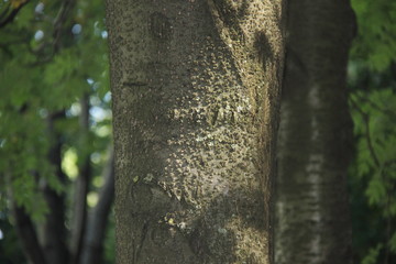 Obraz premium деревья