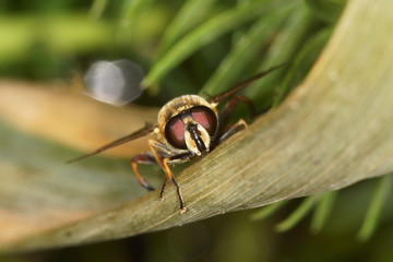 hover fly, hover-fly