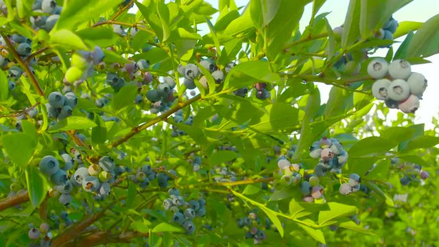 Blue Berry bush, Washington State