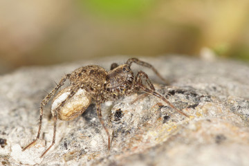 Wolf spider - female with an egg sac