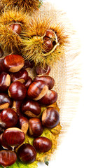 Sweet chestnut on white background.