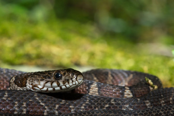 Northern Water Snake