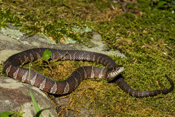 Northern Water Snake