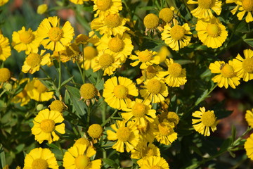 Helenium kanaria, gelbblühende Sommerstaude