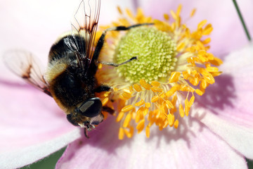 Biene beim Honigsammeln auf Blüte