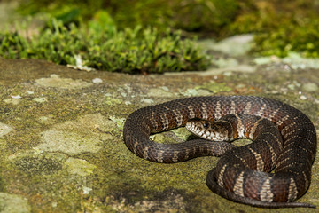 Fototapeta premium Northern Water Snake