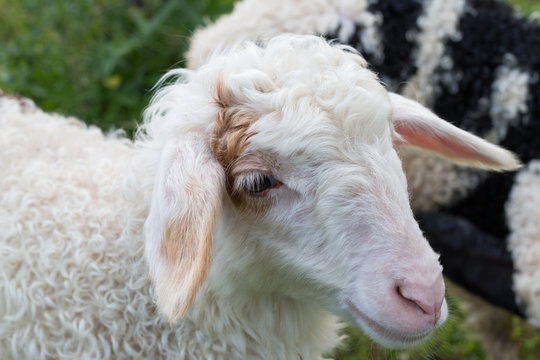 little lamb closeup