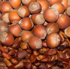 hazelnuts 