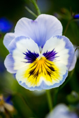 Blue and yellow Colored Pansy Flower