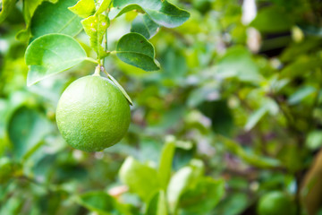 Lime fruit, Lime green tree