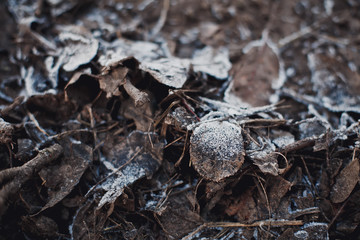blurriness. withered leaves