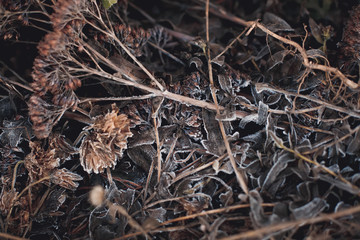 blurriness. withered leaves