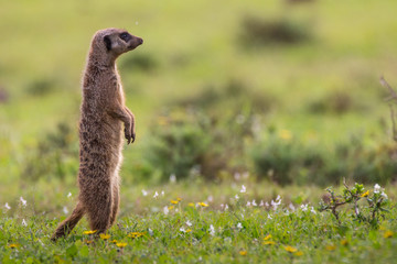 Single meerkat standing upright