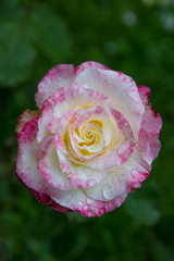 Rose in weiß-pink