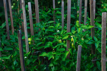 Green pappers in the garden
