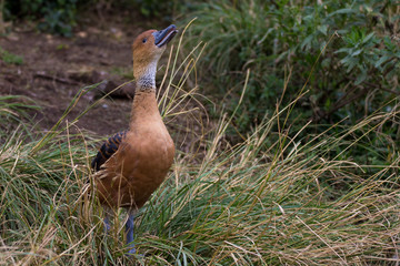Fulvous whistling duck