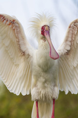 African spoonbill
