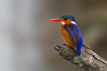 Malachite kingfisher