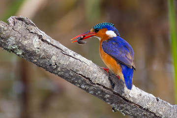 Malachite kingfisher