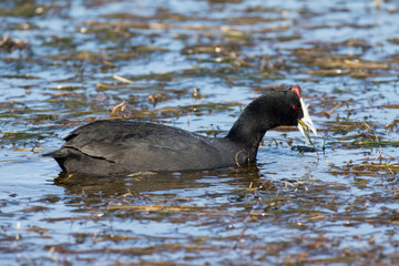 African coot