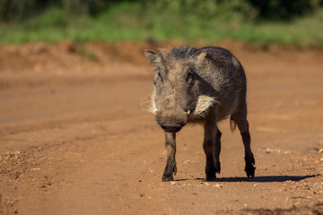 Fototapeta premium Warthog walking on raod