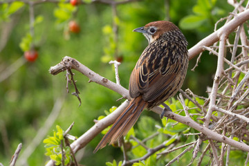 Cape Grassbird