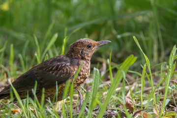 Amsel