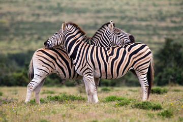 Fototapeta na wymiar Two zebras grooming
