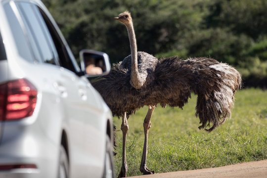 Female ostrich facing tourists