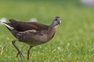 Ente