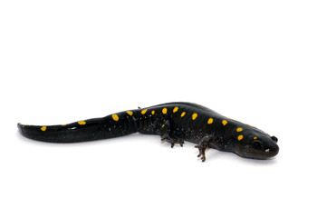 Spotted Salamander