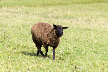 Schaf mit braunem Fell