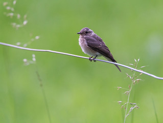 Gartengrasm&uuml;cke