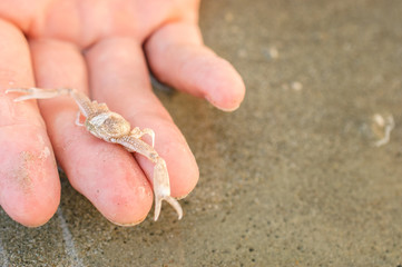 Hand holding little crab on wet sand background, selective focus.
