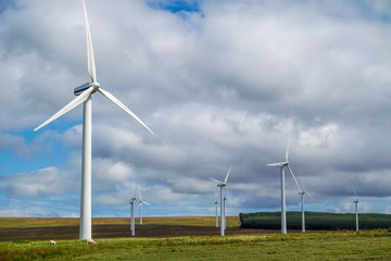 Wind generator farm with sheep