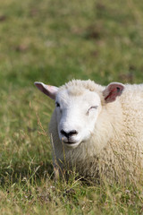 blinzeldes Schaf auf der Wiese
