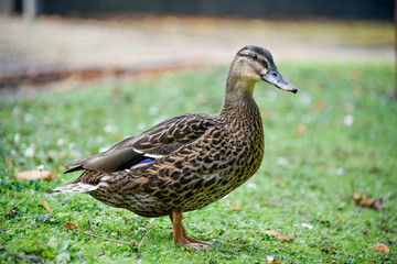 Naklejka na ściany i meble Female Mallard Duck on grass 